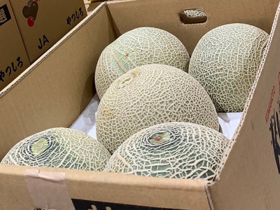赤肉メロン登場！