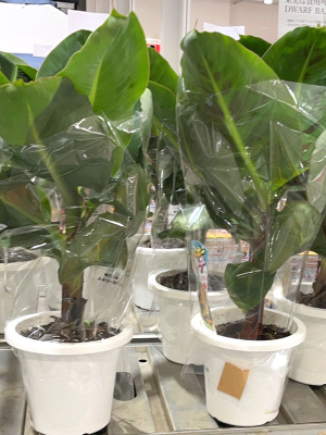 モンキーバナナの鉢植えがありました