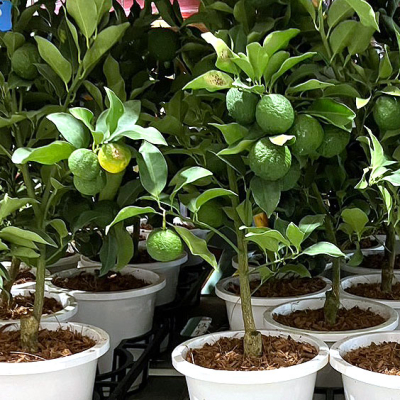 柚子の鉢植えがあった