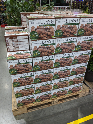 特盛きのこ農園しいたけ栽培キットがある