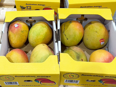 オーストラリアマンゴーが登場した
