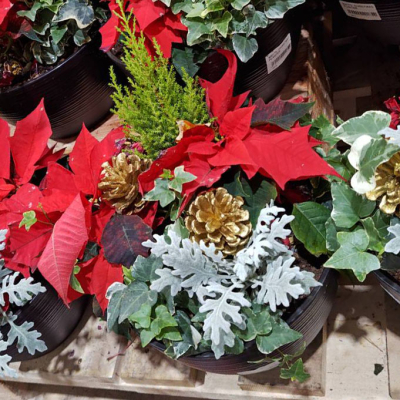 クリスマスプランターが1997円