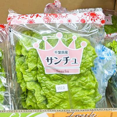 久々にサンチュ入荷