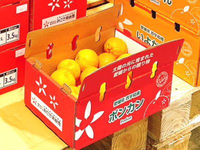 ぽんかん3.5kg