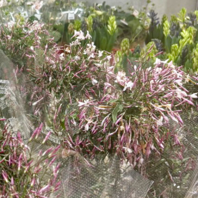 ハゴロモジャスミンが466円