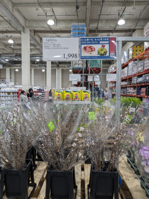 桜の花売ってます