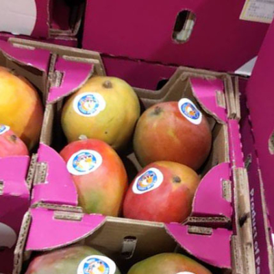 アップルマンゴー入荷