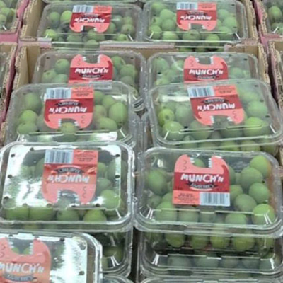 ベビーキウイ入荷！