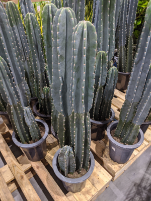 柱サボテンあった